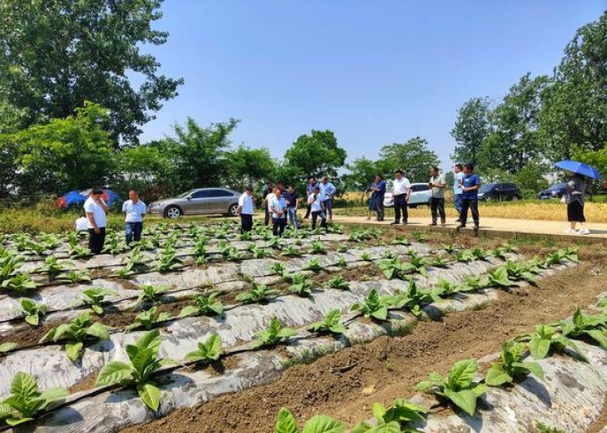 泰山(平安)一手批发，泰山(平安)多少钱一盒？