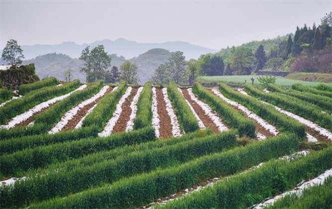 灵山(佳品)多少钱一盒？灵山(佳品)香烟价格表2025 