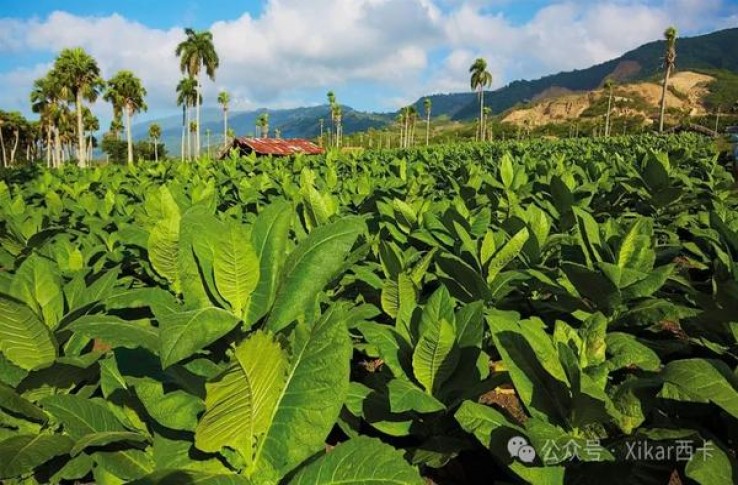 骆驼(雪茄细支日版)渠道批发，骆驼(雪茄细支日版)价格表和图片