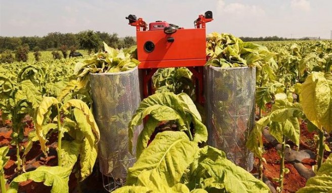 内幕！外烟爆珠厂家一手货源“夸父追日”