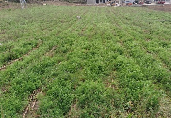 中南海(双中支1mg)多少钱一包2025？中南海(双中支1mg)香烟价格 