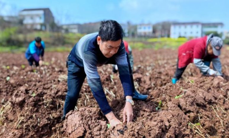长城国礼1号批发价格是多少？长城国礼1号批发价格是多少？