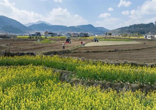 泰山(瀞十)图片及价格查询泰山(瀞十)多少钱一盒2025？