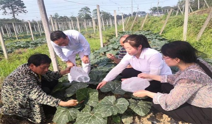 长寿(软白)价格表一览 长寿(软白)香烟价格表2025 