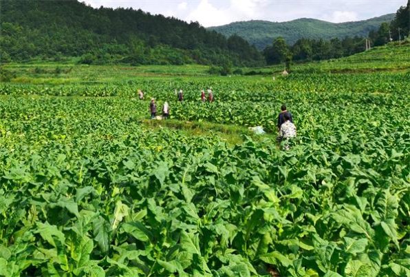 细探！黄果树长征批发渠道订货指南及操作手册