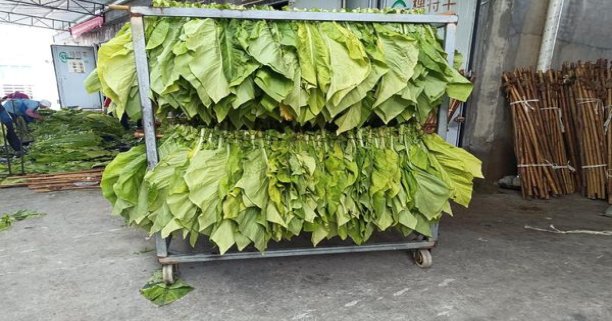 黄金叶大M价格查询 黄金叶大M多少钱一盒2024？