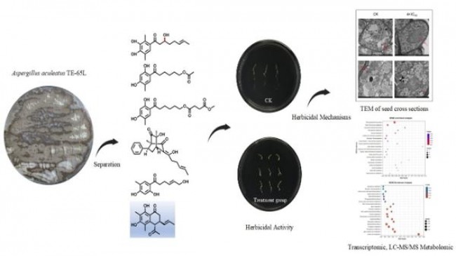 玉溪(软翡翠)批发价格是多少？玉溪(软翡翠)价格表图一览表 