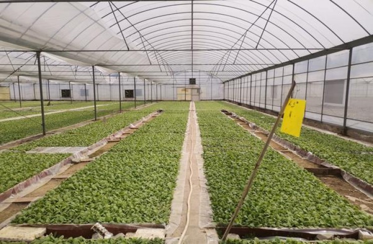 宽窄(吉祥双中支)价格查询 宽窄(吉祥双中支)图片及价格查询