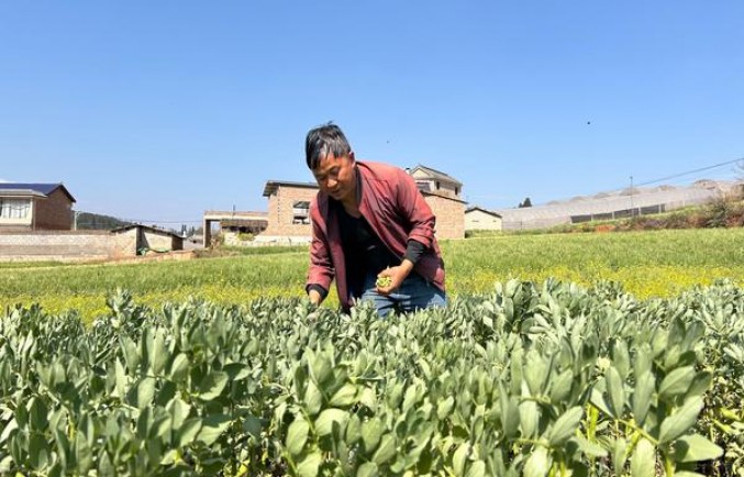 吉时(薄荷爆珠)多少钱一盒2025？吉时(薄荷爆珠)价钱批发 