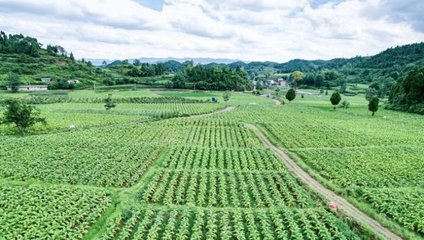 桫椤(新时代)价格表图一览表 桫椤(新时代)价格查询 