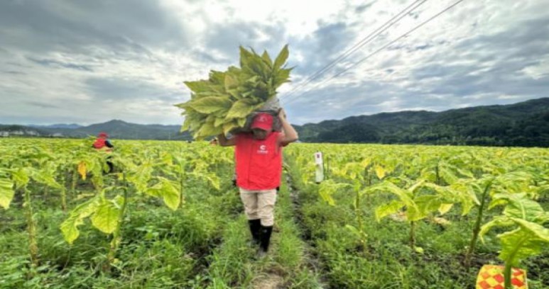 好彩(吉祥 美式 红)图片及价格查询好彩(吉祥 美式 红)多少钱一盒2025？