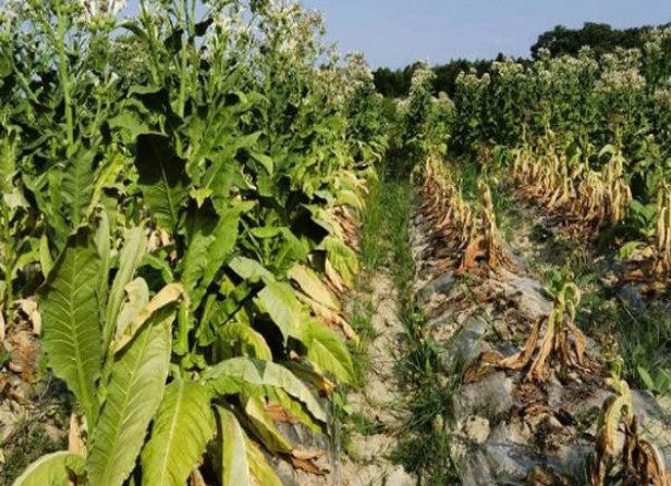 新消息！正品南雄烟丝购买网站“镇定自若”