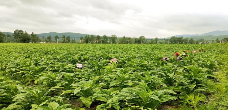 梦都(精品)参数详解 梦都(精品)批发价格是多少？