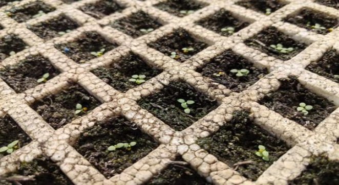 阿诗玛(细支精装欧洲版)参数详解 阿诗玛(细支精装欧洲版)价格表和图片 