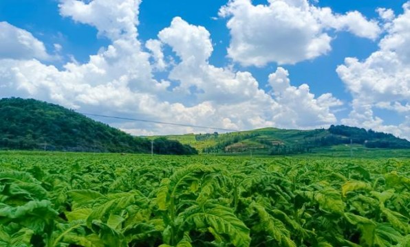 黄鹤楼(平安久久)香烟价格 黄鹤楼(平安久久)香烟价格表2025 