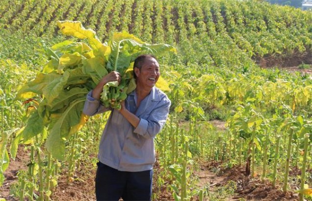 将军(金钱豹)价格表和图片 将军(金钱豹)价钱批发 