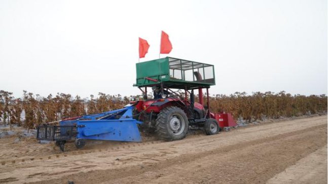 好猫金丝猴价格查询 好猫金丝猴价格表图一览表 