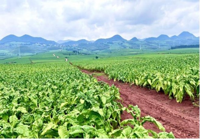 五牛(软红)批发价格是多少？五牛(软红)价格表一览 