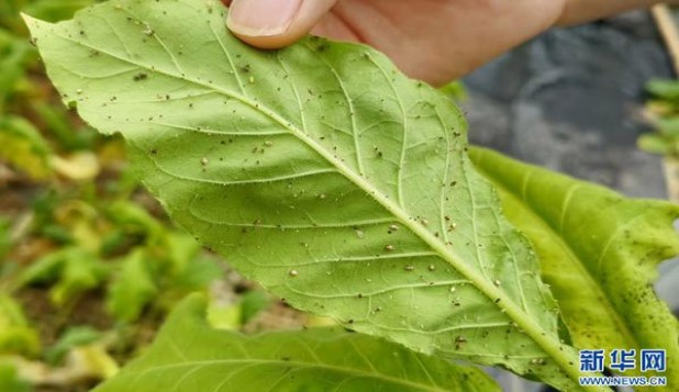 黄山(徽商新视界)价格查询 黄山(徽商新视界)价格表和图片 