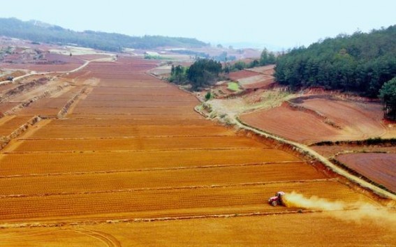 龙烟(冰雪)批发价格是多少？龙烟(冰雪)多少钱一盒？