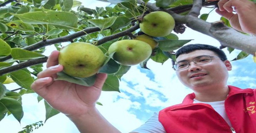 ESSE(Aura草莓)什么价格？ESSE(Aura草莓)价钱批发 