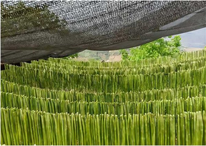 黄鹤楼花晨月夕价格查询 黄鹤楼花晨月夕香烟价格表2024 