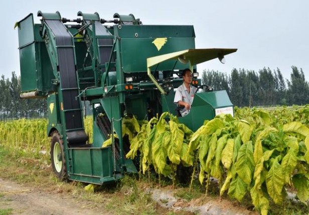 阿里山(魔镜6mg)多少钱一盒2025？阿里山(魔镜6mg)价格表和图片 