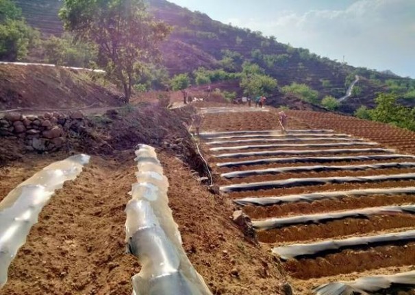 云雀(LARK)(原味红长杆日版)香烟正品价格表 云雀(LARK)(原味红长杆日版)香烟价格 