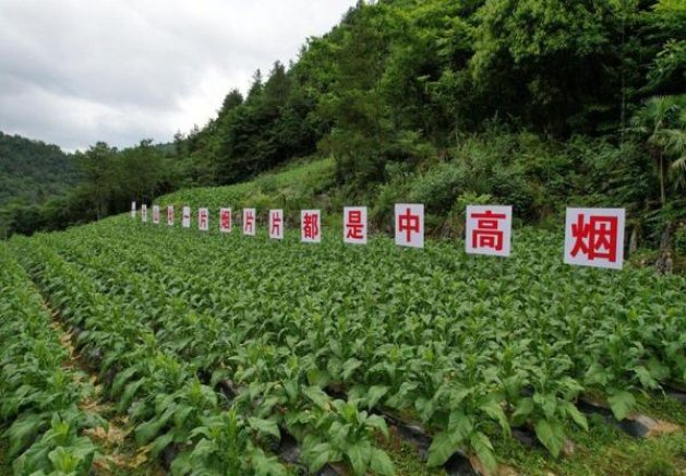 深度解析！七匹狼尚品批发渠道订货指南及操作手册
