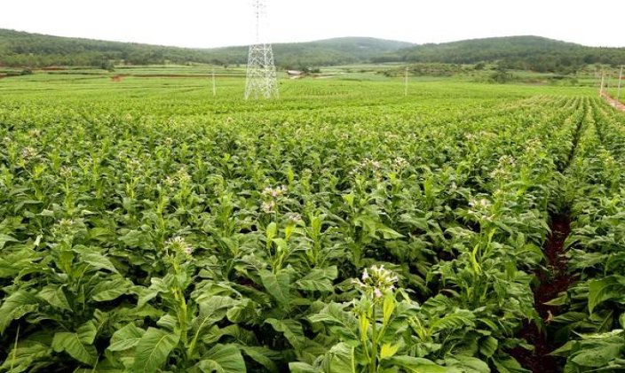 兰州硬精品价格表图一览表 兰州硬精品价格表图一览表 