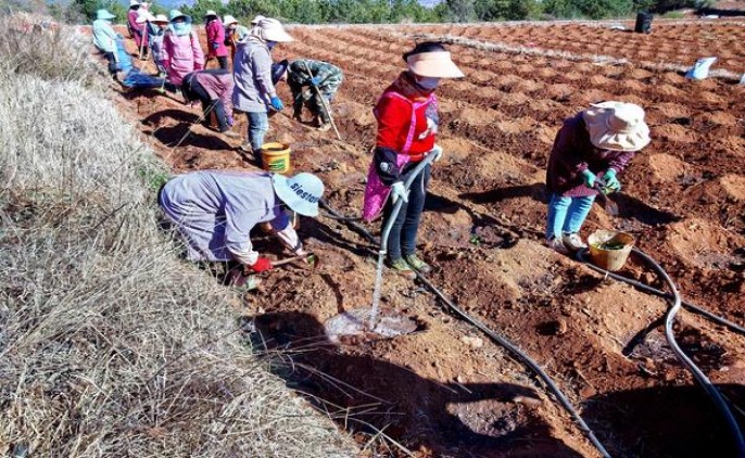 长寿(硬黄)价钱批发 长寿(硬黄)香烟价格 
