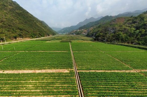 云烟(香格里拉短支)价钱批发 云烟(香格里拉短支)价格表和图片 