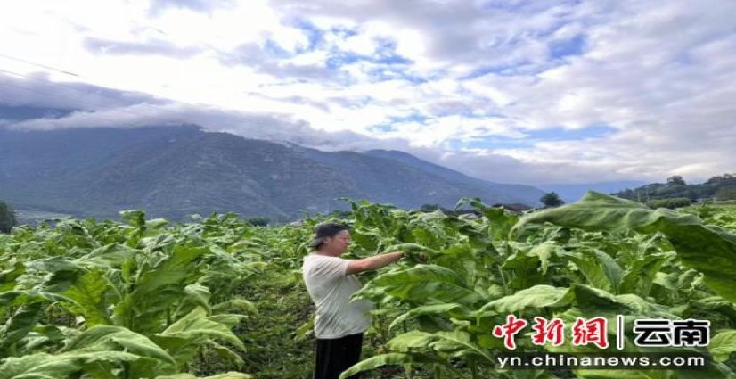利群西子阳光价格表一览 利群西子阳光多少钱一盒？