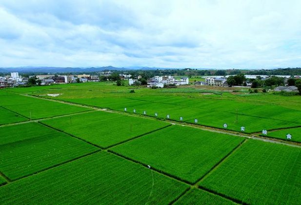 黄鹤楼昭君故里价格表和图片黄鹤楼昭君故里批发价格是多少？