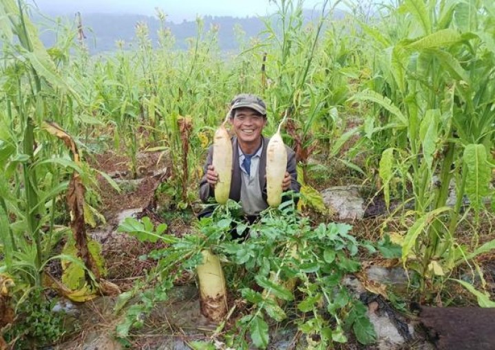 黄鹤楼(硬淡雅香)多少钱一包？黄鹤楼(硬淡雅香)多少钱一包2025？