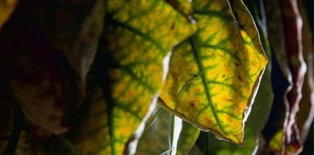 RAISON(green)什么价格？RAISON(green)香烟价格 