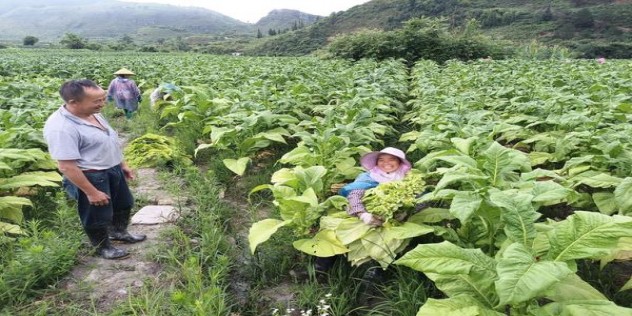 切斯特菲尔德Blue多少钱一盒2024？切斯特菲尔德Blue批发价格是多少？