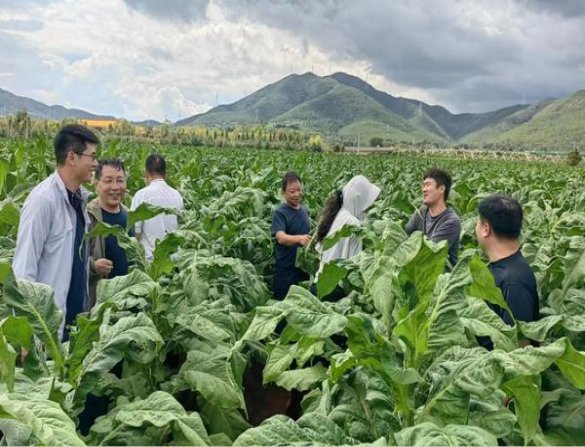 天子千里江山青绿中支批发价格是多少？天子千里江山青绿中支多少钱一包？