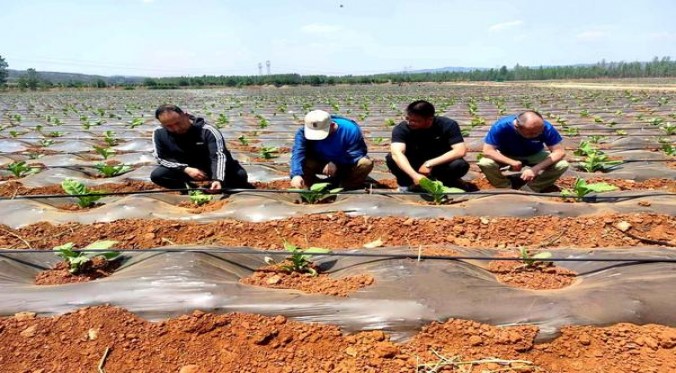细探！钻石硬蓝云霄烟选购全攻略,品牌甄选与安全购买指南