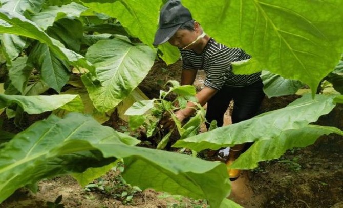 破天荒！高仿香烟批发货源齐全“百鸟鸣春”