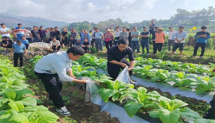 黄鹤楼(软蓝出口澳大利亚版)多少钱一包？黄鹤楼(软蓝出口澳大利亚版)价格表一览 
