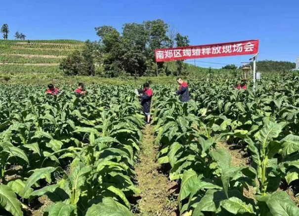 娇子硬蓝经典批发价格是多少？娇子硬蓝经典多少钱一盒2024？