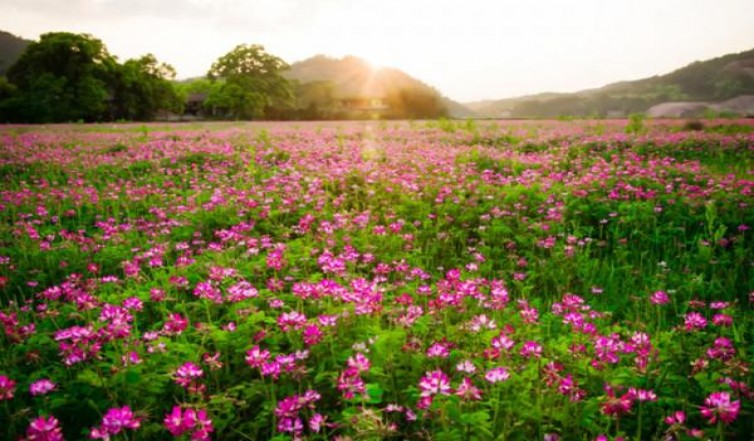 芙蓉王(蓝中免版)香烟正品价格表 芙蓉王(蓝中免版)价钱批发 
