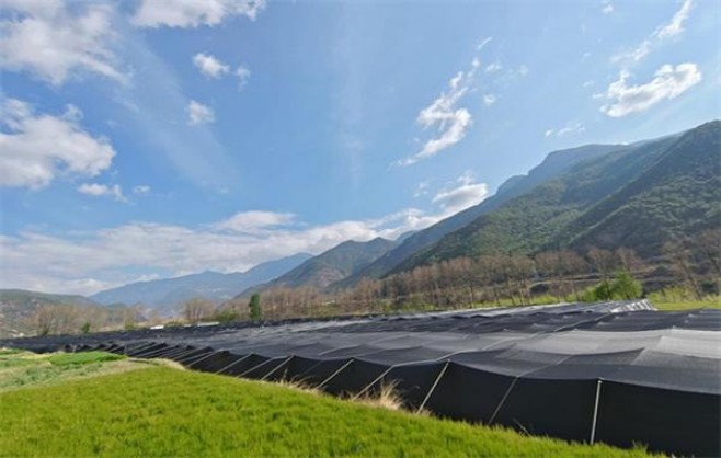 阿里山(Ace)什么价格？阿里山(Ace)参数详解 