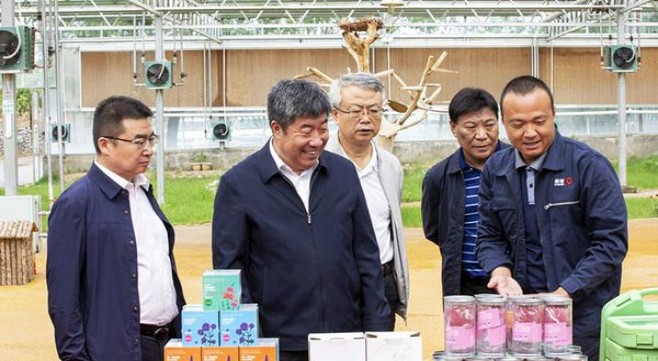 热点讨论！正品外烟爆珠免税香烟一手货源雪茄“四平八稳”