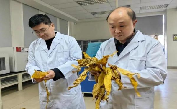 黄鹤楼硬1916多少钱一盒2024？黄鹤楼硬1916多少钱一盒2024？