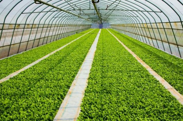 金圣(新软红)图片及价格 金圣(新软红)参数详解 