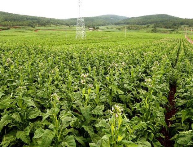 万宝路(硬红莫桑比克版)厂家批发，万宝路(硬红莫桑比克版)价格表一览