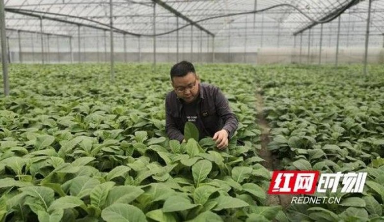 L&M(硬红阿根廷含税版)价格表一览 L&M(硬红阿根廷含税版)什么价格？