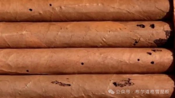 黄金叶(梦)一手货源，黄金叶(梦)价格查询